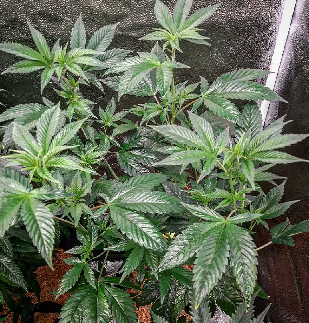 nickalexrian's tweet photo. #unicorngelatin and #orangeanberriez  
🧬#universallyseeded from #oldfaithfulseedbank enjoying some #cropdefender from #petratools before the flip 🤙 #vagrown #organicmechanicsoil #marshydro #TSL2000 #lotusnutrients #cxhorticulture https://t.co/TSDQIv6P4Z