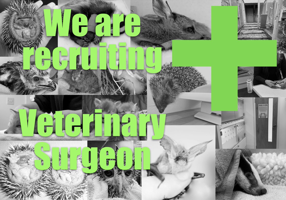A unique wildlife experience.  We are seeking a Veterinary Surgeon for our onsite surgery.  We a have a full time vet intern &amp; are looking for a lead vet.  Full time role on a 6 month or 12 month contract.  Accommodation available. Email  CV to anne@hawr.co.uk