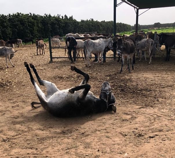 safehaven4donks's tweet image. 💛 When you get an itch and you don't have a back scratcher or anybody to scratch the right spot then the only option is ........... a roll !!!🙏

#happydonkeys #donkeysanctuary #backscratch #lovedonkeys #rescuedonkeys