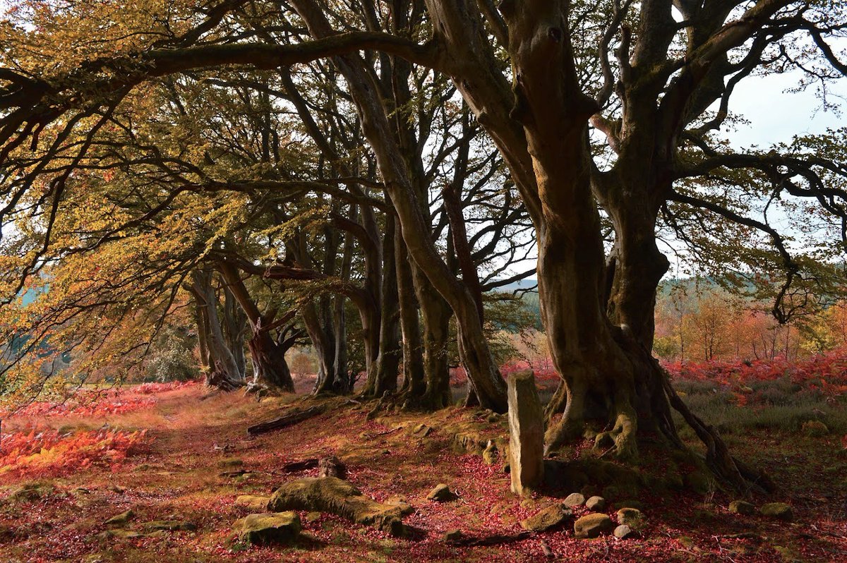blamhof's tweet photo. Autumn in Northumberland https://t.co/bGjyofuR3l