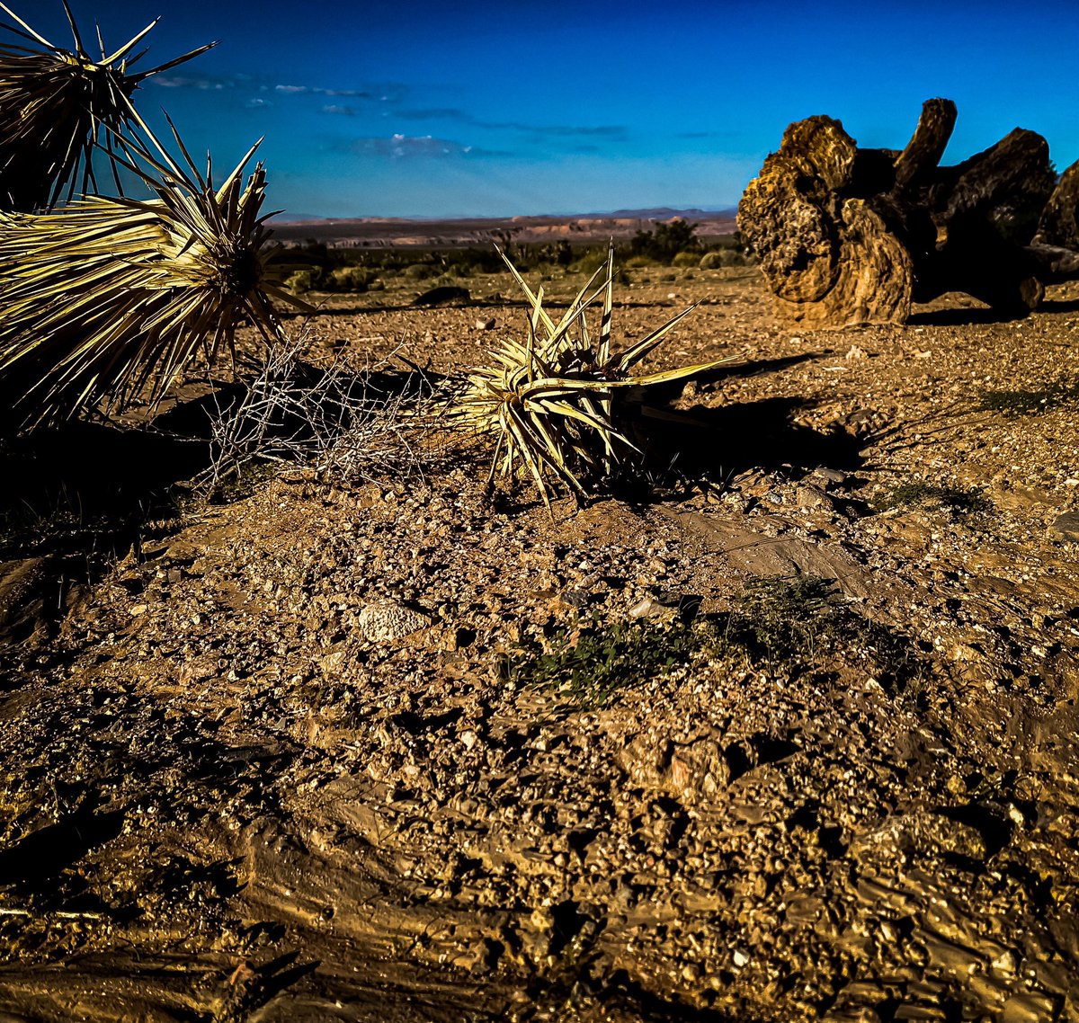 rich_olsen's tweet photo. Go out and do amazing things!  Camped in the desert last night with my brother and did some photography.  A little fox tried to steal our food, so we named him swiper (I totally don’t watch Dora The Explorer with my niece while on vacation I swear! Lol). #camping #mojavedesert https://t.co/1lriltfcK2