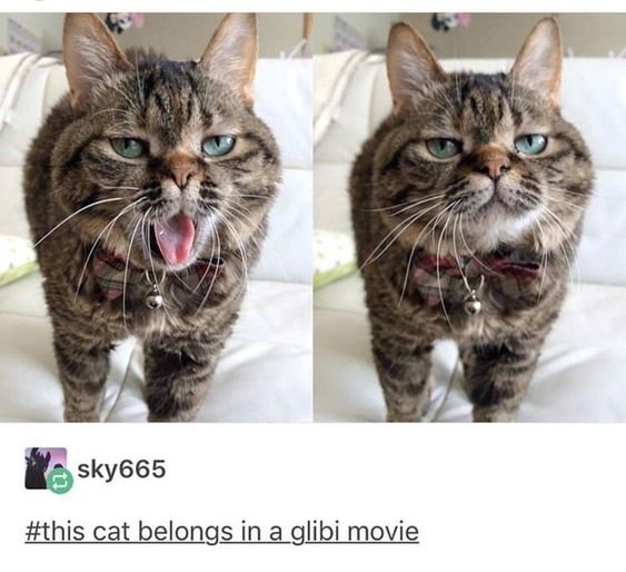QuartzMage's tweet photo. I can't. This cat is so cute. https://t.co/RwPQraoDEY