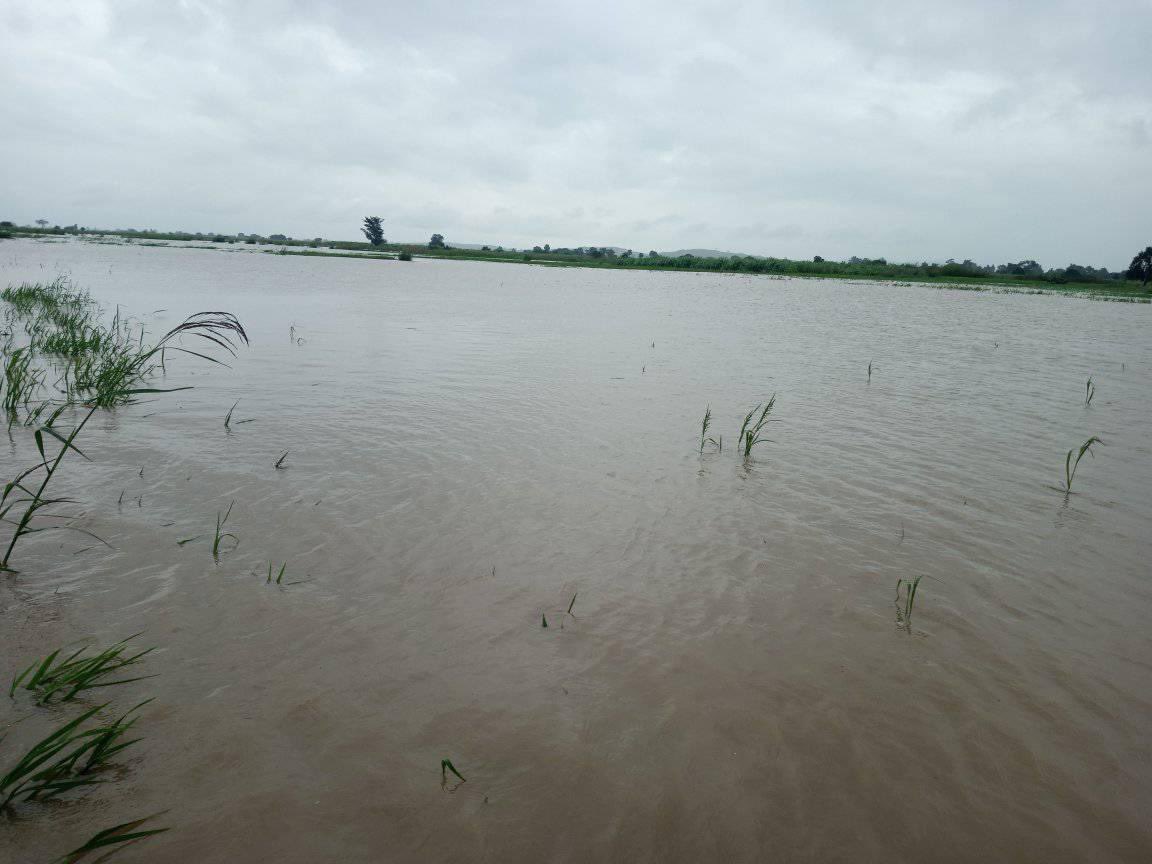GidiDanAuta's tweet photo. All hope lost! After 2years of successful farming (rice) on 3hectares of land after my NYSC, this year I decided to expand to 7hectares and a lot of money invested. Unfortunately, flood had occurred on us. God na your hand I de😢😢😢 https://t.co/VwscnpXcoE