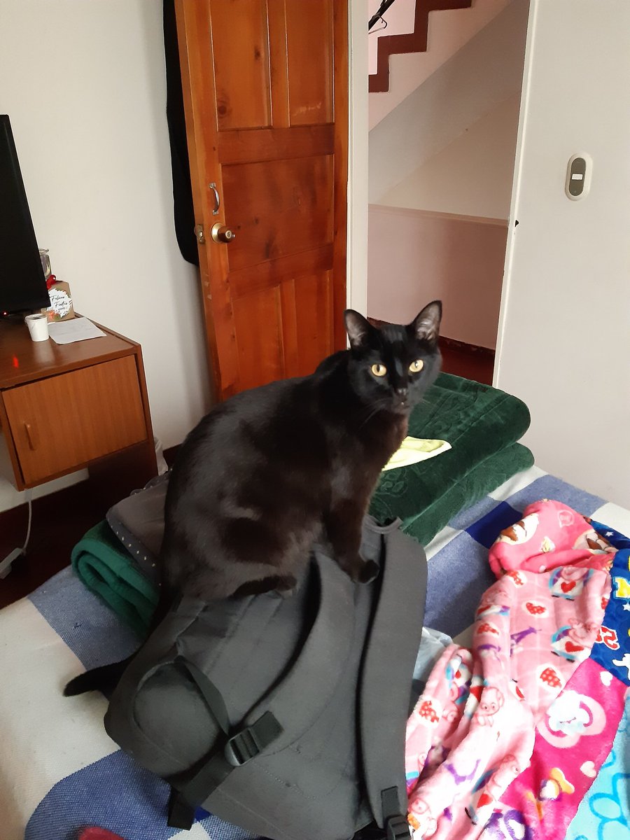 _Nano_93's tweet photo. - Nadie en mi vida
- En serio nadie en mi vida
- Mi gato cuando me tengo que ir se apropia de la maleta donde están mis cosas 😻 https://t.co/yyOZVhm6Av
