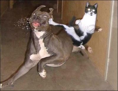 DeanaMartin_'s tweet photo. Ain't that a kick in the head! 😹
#Caturday 
📷by littleblackbelt website https://t.co/xLMTAcDV9E