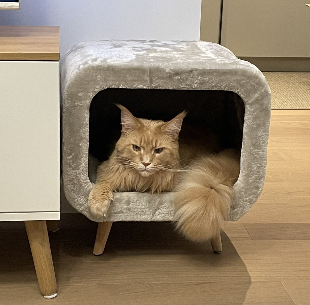 #cat #pet #friend #LateNight 

Today in our late night show:

- How long are cat whiskers?
- Аre there mice on Mars?
and last but not least 
- Why do humans constantly stare at their smartphones?