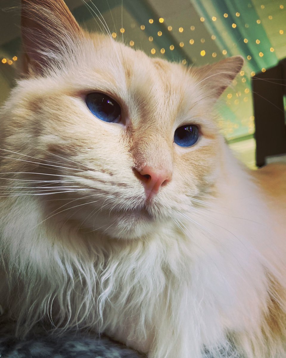 EJKmusic's tweet photo. Had a great time at the @PurrpleCatCafe with @rachelmillerwellness Look at this beauty ❤️

#cat #cats #catcafe #glasgow #purrplecatcafe #purr https://t.co/y4YuHwdQ6O