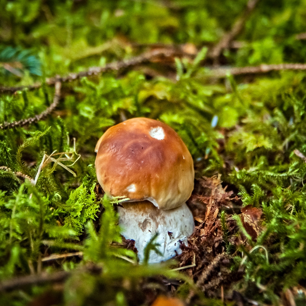BloodLikeRain's tweet photo. Happy equinox brothers and sisters!
#NaturePhotography #nature #natureismychurch #naturelovers  #outdoorphotography #forest #landscapephotography #againstthemodernworld #mushrooms #shrooms #fungi #boletus https://t.co/utiJdMoA0B