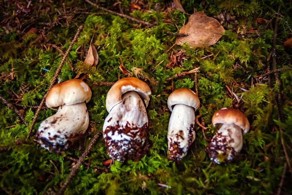BloodLikeRain's tweet photo. Happy equinox brothers and sisters!
#NaturePhotography #nature #natureismychurch #naturelovers  #outdoorphotography #forest #landscapephotography #againstthemodernworld #mushrooms #shrooms #fungi #boletus https://t.co/utiJdMoA0B