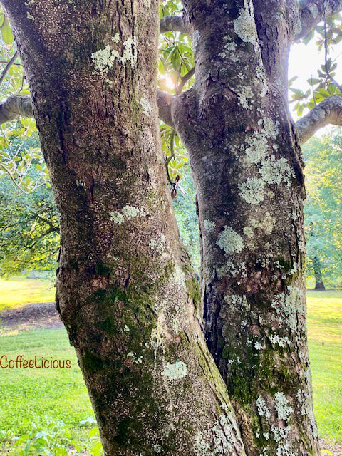 LiciousCoffee's tweet photo. π Sharing photos from last weekend #Nature_Walk adventures.
πOut of 27 photos, I chose 4βthese are the PG versions.π Not sure if my TL is ready for the others.π€π€π€·π½ββοΈ
#nature #NaturePhotography #Nature_Walks #NatureBeauty #NaturalBeauty #naturelovers #PhotographyIsArt #trees https://t.co/K2BxaQyoPK