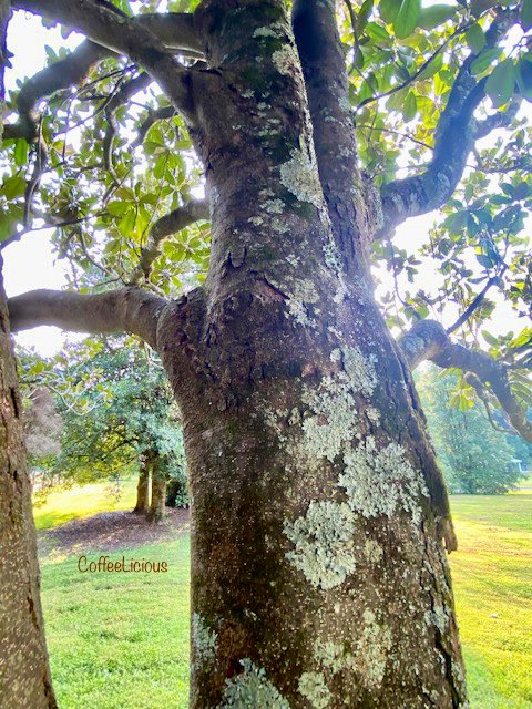 LiciousCoffee's tweet photo. π Sharing photos from last weekend #Nature_Walk adventures.
πOut of 27 photos, I chose 4βthese are the PG versions.π Not sure if my TL is ready for the others.π€π€π€·π½ββοΈ
#nature #NaturePhotography #Nature_Walks #NatureBeauty #NaturalBeauty #naturelovers #PhotographyIsArt #trees https://t.co/K2BxaQyoPK