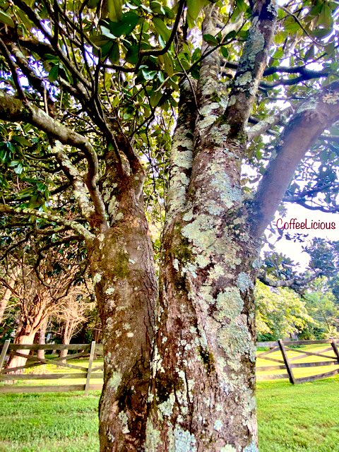 LiciousCoffee's tweet photo. π Sharing photos from last weekend #Nature_Walk adventures.
πOut of 27 photos, I chose 4βthese are the PG versions.π Not sure if my TL is ready for the others.π€π€π€·π½ββοΈ
#nature #NaturePhotography #Nature_Walks #NatureBeauty #NaturalBeauty #naturelovers #PhotographyIsArt #trees https://t.co/K2BxaQyoPK
