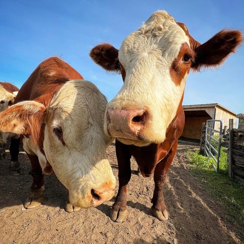 CowoftheDay1's tweet photo. 📅 29th September 2022
🐮 Meathead and Wayne
🏷️ Instagram/farmhousegardenanimalhome
💕 #animaloftheday https://t.co/B4LFPK7vxw