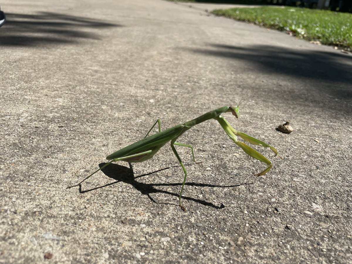 Mantis crossing Meadowbrook Park