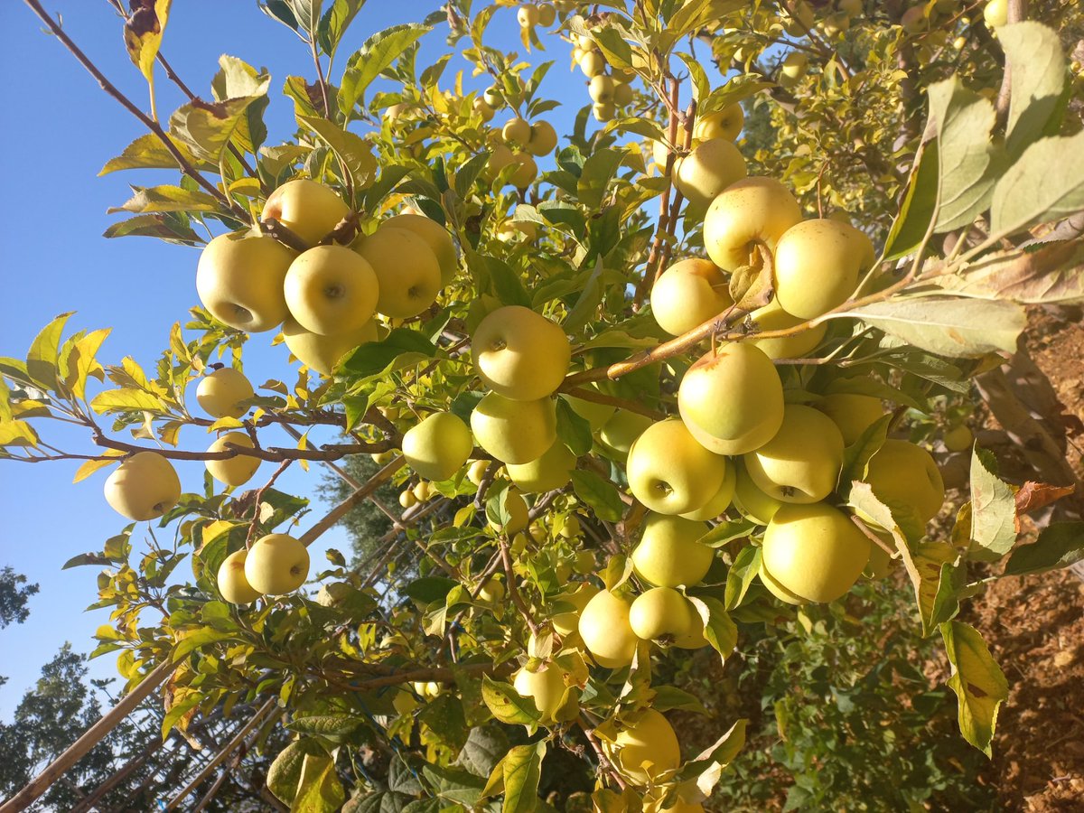 ANN82668838's tweet photo. تفاح آخر الموسم، حلو متل القطر، حبه وسط، #organic الكيلو ١٢،٠٠٠ الكميه ما كتير كبيره وبلا ما عيد متل كل مره انه بلا إضافات وشربان مي نظيفه من جبل صافي 
#eatclean #eathealthy https://t.co/B75AlFZ4Ra