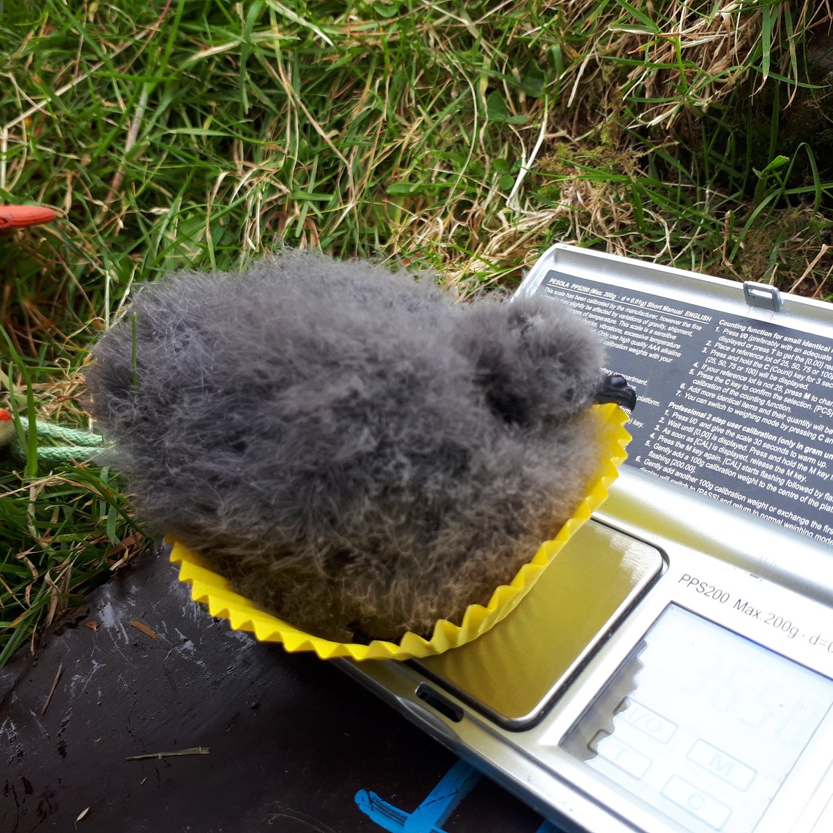 It was a good day for our #stormpetrel #cupcake chicks here on the #FaroeIslands!