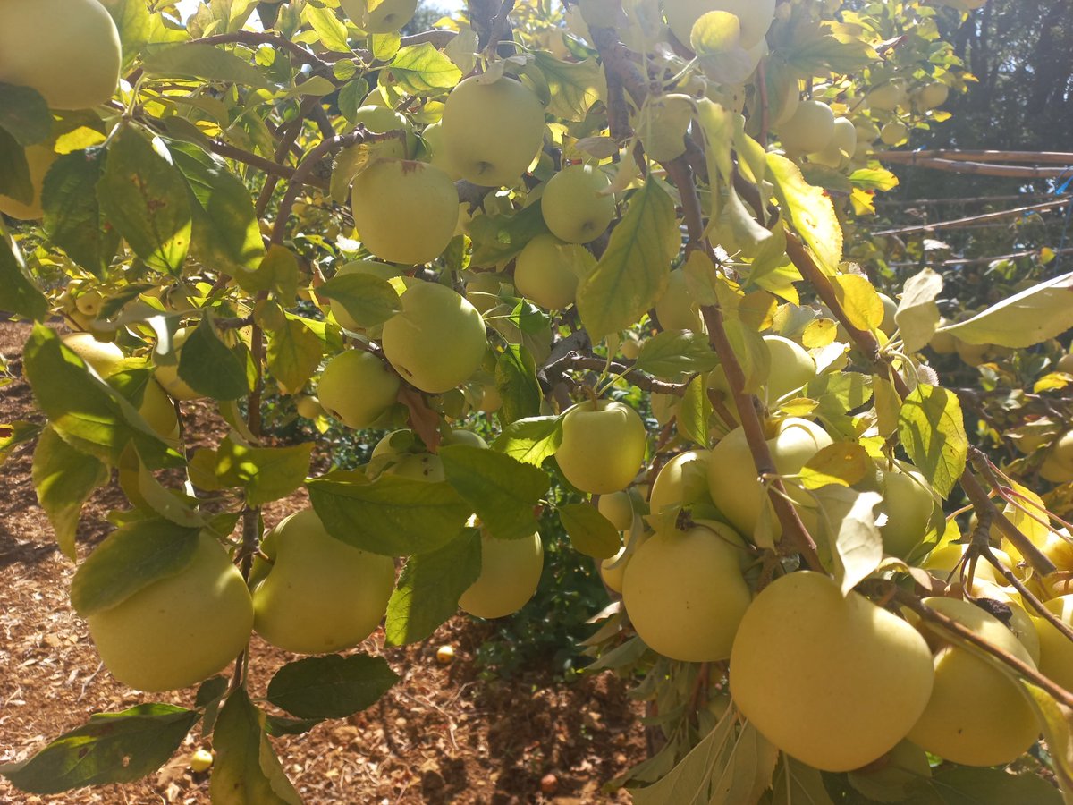 ANN82668838's tweet photo. تفاح آخر الموسم، حلو متل القطر، حبه وسط، #organic الكيلو ١٢،٠٠٠ الكميه ما كتير كبيره وبلا ما عيد متل كل مره انه بلا إضافات وشربان مي نظيفه من جبل صافي 
#eatclean #eathealthy https://t.co/B75AlFZ4Ra