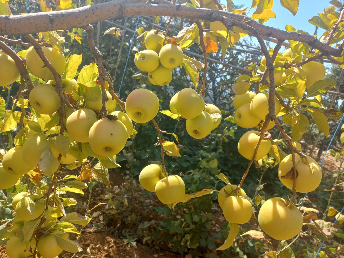 ANN82668838's tweet photo. تفاح آخر الموسم، حلو متل القطر، حبه وسط، #organic الكيلو ١٢،٠٠٠ الكميه ما كتير كبيره وبلا ما عيد متل كل مره انه بلا إضافات وشربان مي نظيفه من جبل صافي 
#eatclean #eathealthy https://t.co/B75AlFZ4Ra