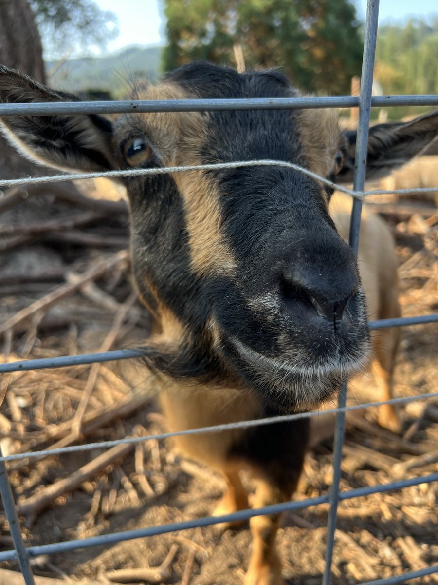 CryptidCreek's tweet photo. Hannah says "goat morning."  She's 12 years old, and she likes to eat blackberries with her sister, Tori.  They're some of our rescues/retirees.

https://t.co/n7pcjN1RK8 https://t.co/JBjzSRd94a