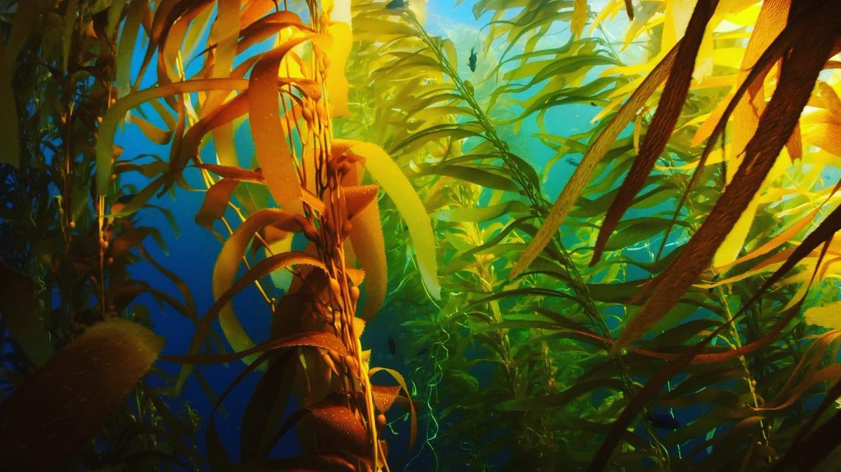 refluxraft tweet media