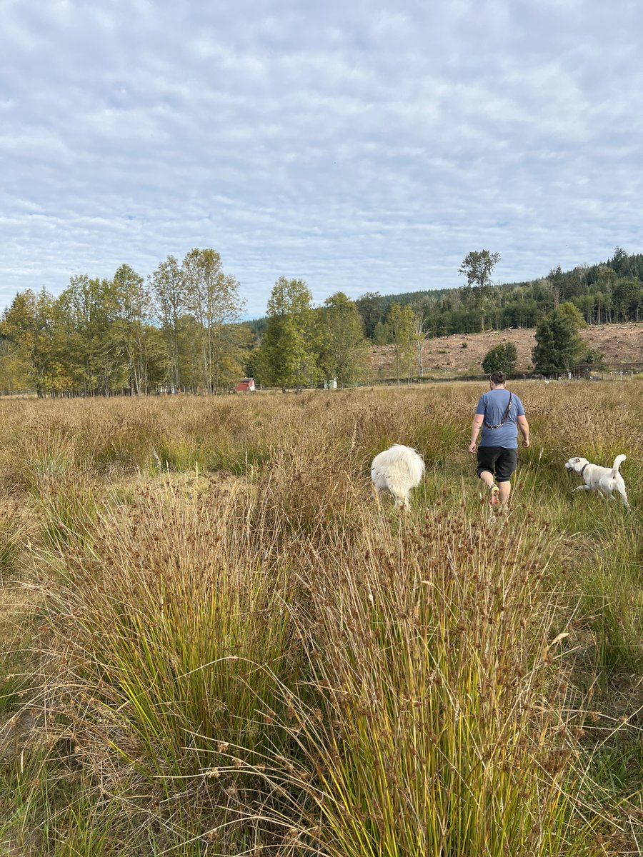 CryptidCreek's tweet photo. Dipper and Kismet work in the field with our Deerman.  They're checking for coyote signs or bear signs.  In the distance you can see the travesty of the woods across the street that were cut down, part of why we're having more predator issues of late.

https://t.co/n7pcjMKgly https://t.co/E2CVAMEhxS