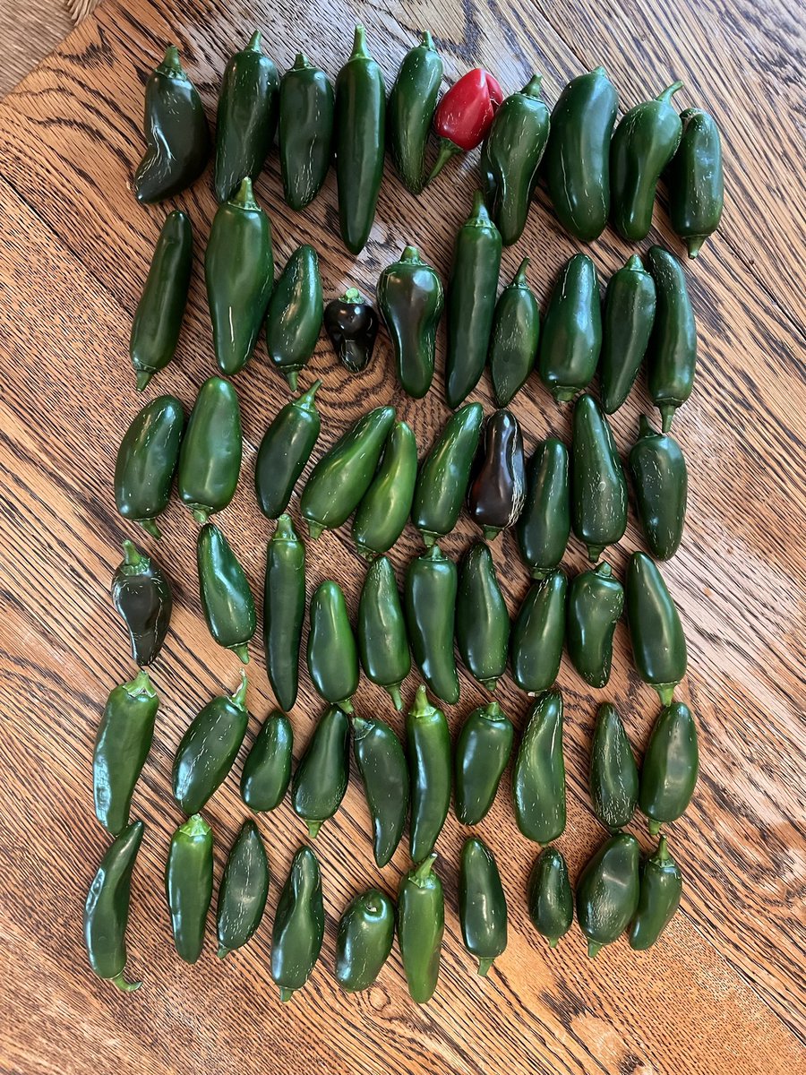 Matt Lear tweet media