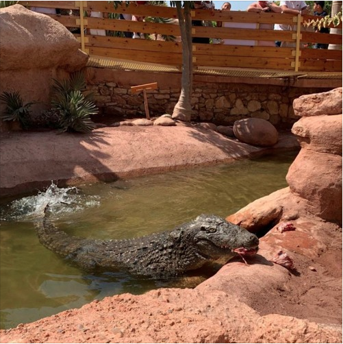 CROCOPARC's tweet photo. Les crocodiles lyonnais sont à Agadir
LE CROCODYLUS SUCHUS de retour au Maroc
Interview de Luc Fougeirol
"LYON DEMAIN" Gérald BOUCHON
 https://t.co/jNLIOfpzPz https://t.co/eVXt1NqUDv