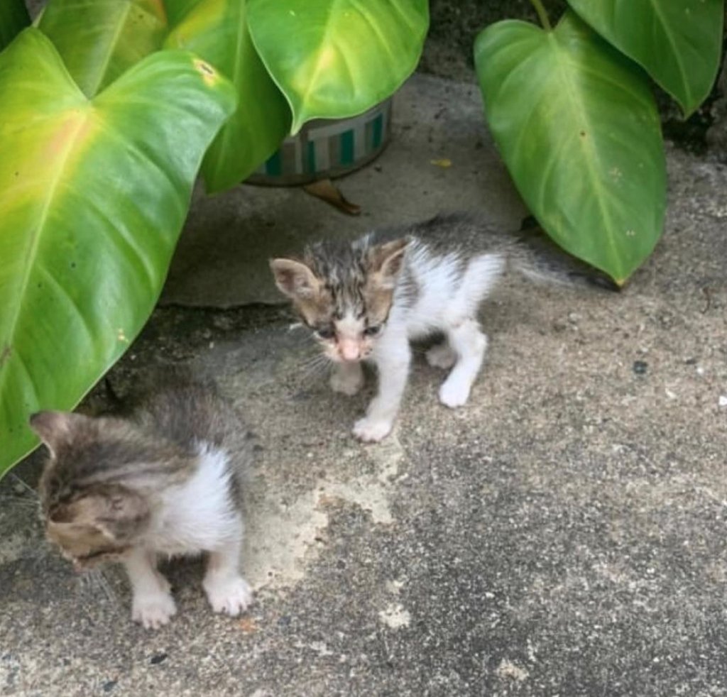 Look what we have here!! Five cats in a box! 😻 The person who rescued them can't have them for long. 

We are happy to help while the shelter find new owners.

🚨 You are saving a cat when you buy a Cat Kingdom NFT. We use all of our income to make this possible. ❤️