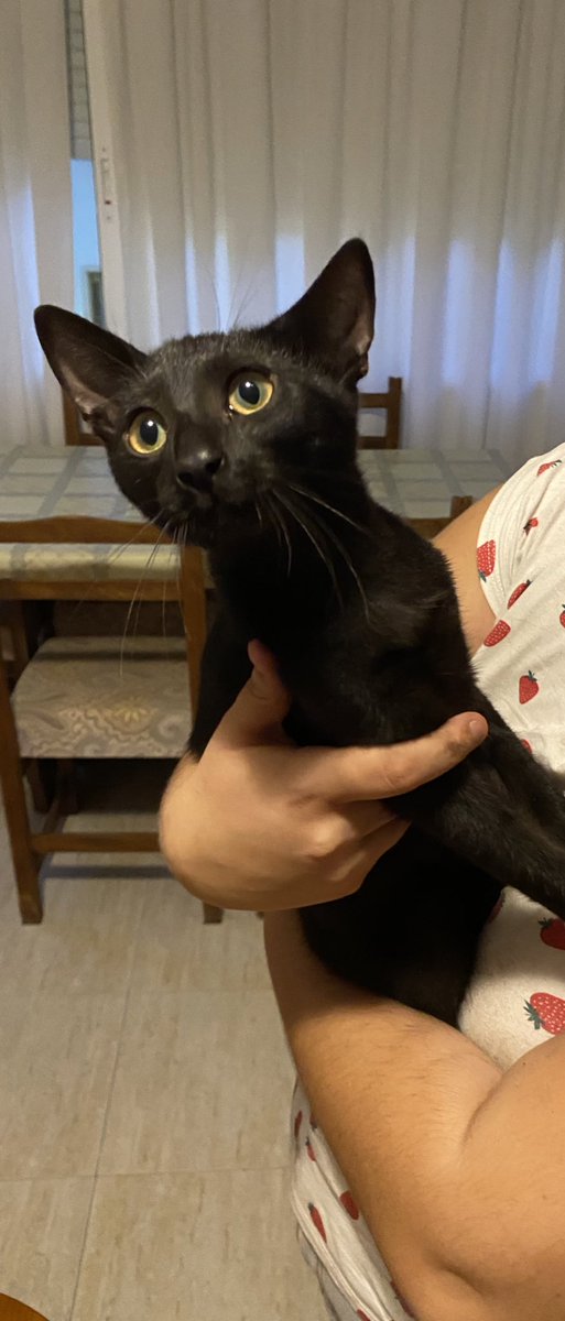 Hemos encontrado este gatito bebé (no más de 4 meses) en Alicante y no nos lo podemos quedar. Urge casa de acogida o casa definitiva para él. Es súper cariñoso, le encanta dar besitos y hacer masajitos.