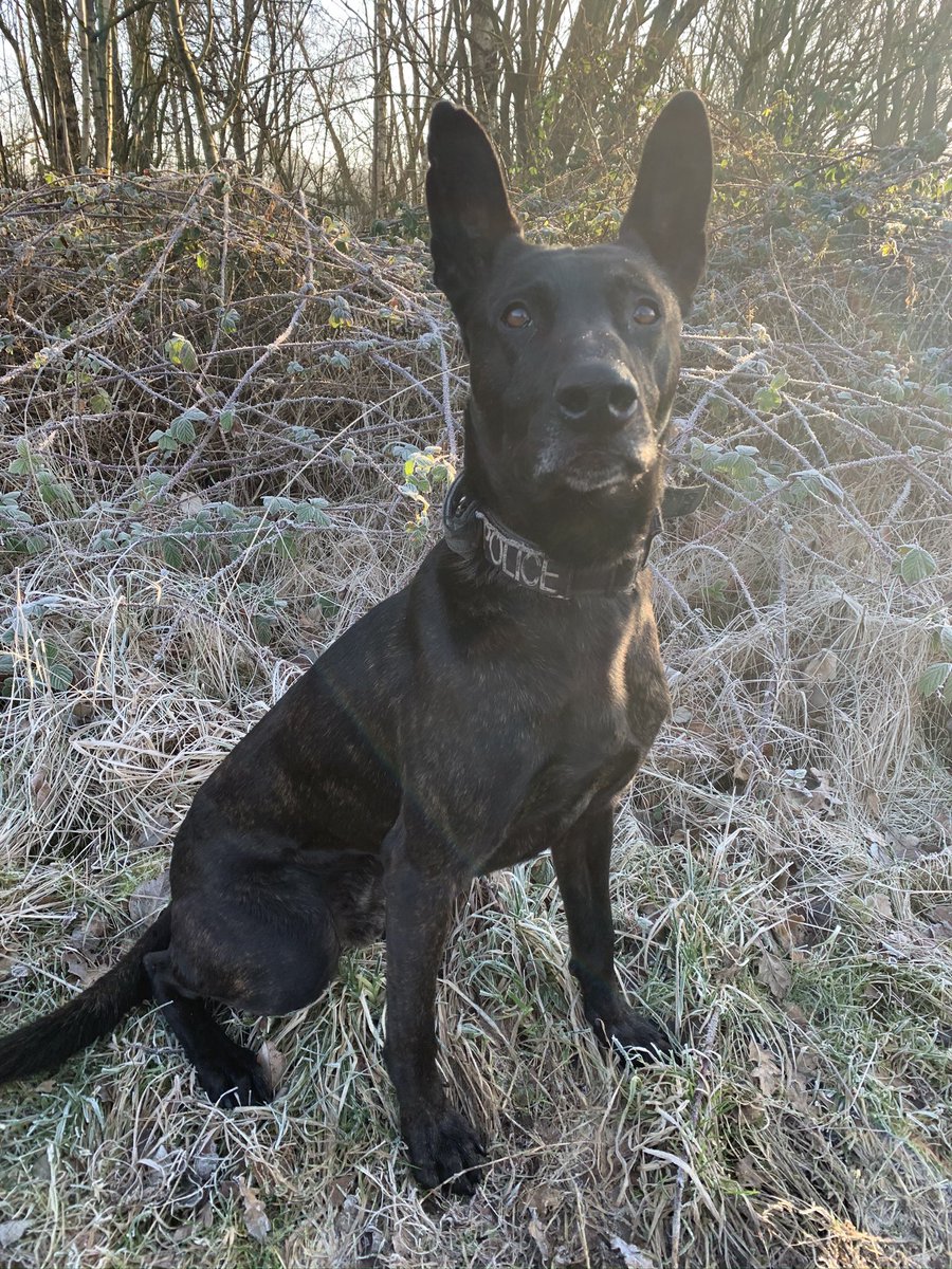 KW, PD Flo, PD Bryn & RPD Bart 🐾 tweet media