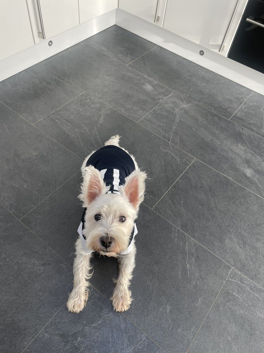 Alfie all ready to support Scotland. Let’s go 🏴󠁧󠁢󠁳󠁣󠁴󠁿⚽️