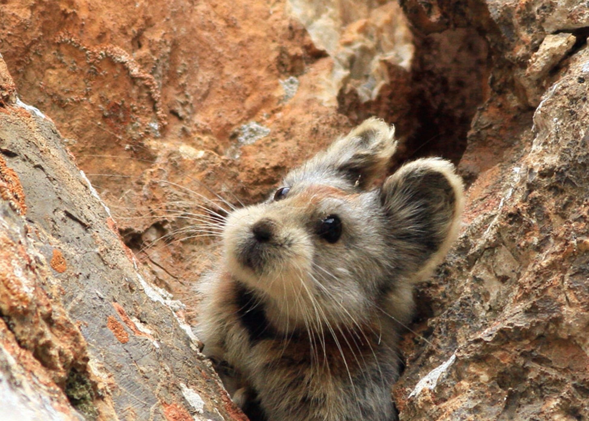 Ili Pika (Илийская пищуха)