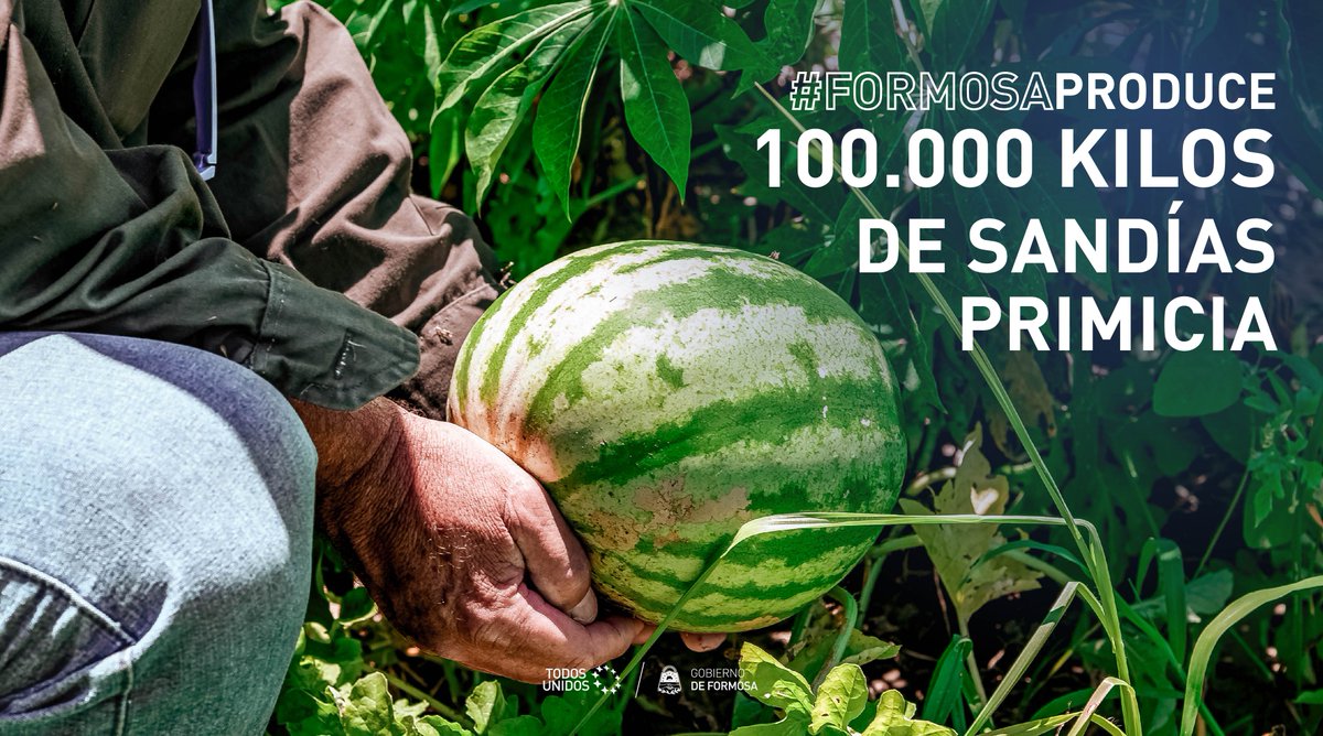 GobiernoFormosa's tweet photo. #FORMOSAPRODUCE

Ya partieron los primeros 100 mil kilos de sandías primicias a distintos puntos del país. 🇦🇷

Esto representa un gran impacto económico en familias productoras del centro de la provincia.

Más productos formoseños para el consumo de los argentinos.

#TodosUnidos https://t.co/hhNK6J0qDu