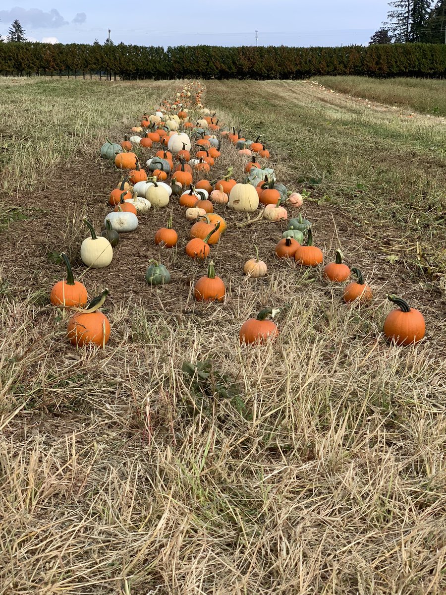 brianchow's tweet photo. Coastal Black Pumpkin Fest #coastalblack #pumpkins https://t.co/NMBTA4juDD
