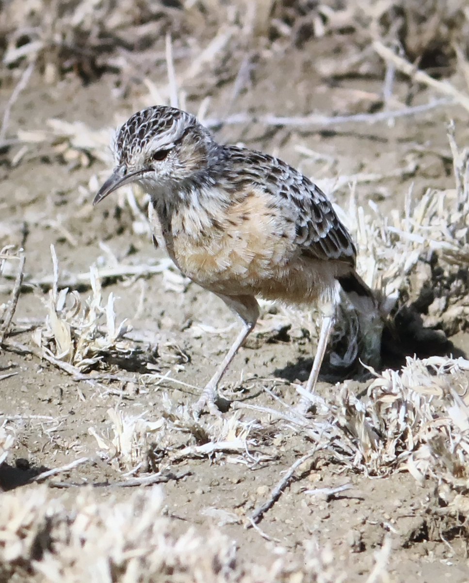 Michael O'Clery tweet media