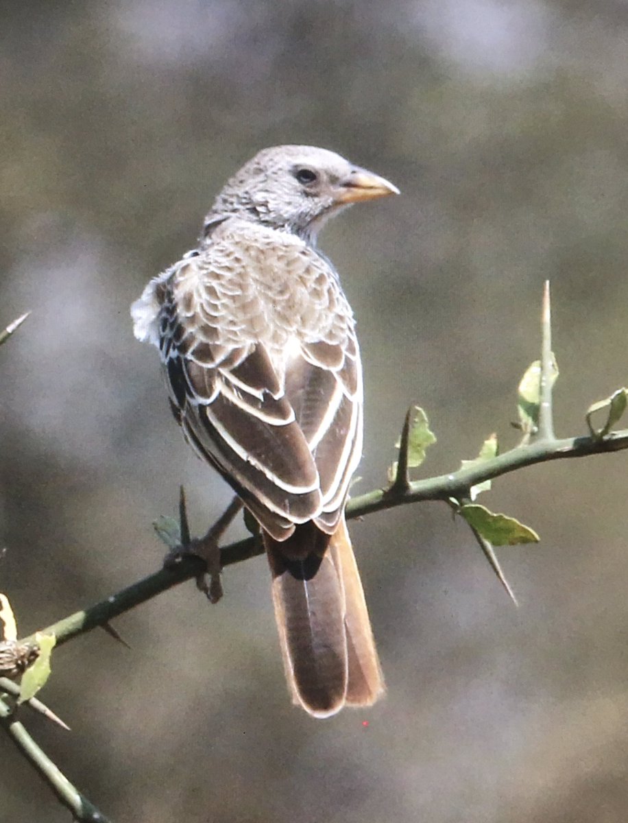 Michael O'Clery tweet media