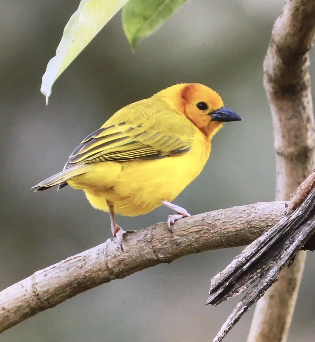 1 of 3. Was privileged to visit Tanzania recently with <a href="/birdquest/">Birdquest</a> Incredible birds and wildlife, kicking off with some N TZ local endemics… Beesley’s Lark (only 70-100 individuals left in the world), Grey-breasted Spurfowl, Rufous-tailed Weaver and Taveta Weaver