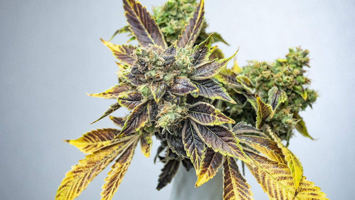 Leafly's tweet photo. Keep your eyes out for #PinaGrande, a stunning cross of #SkywalkerOG and #PineappleChunk: https://t.co/7IxVm0oaUC
📸 : Bountiful Farms https://t.co/q5gDXkFKvi