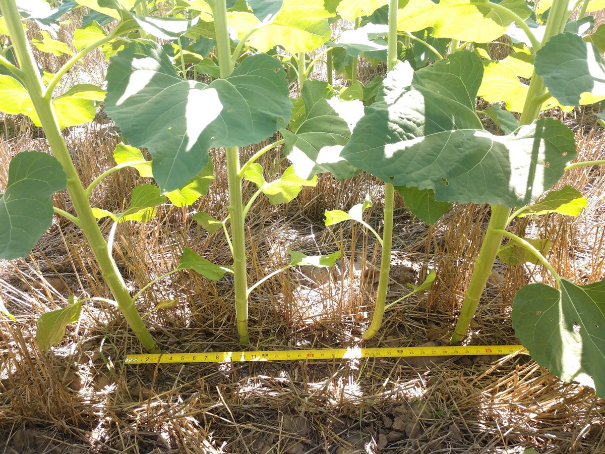 GreatPlains_Ag's tweet photo. Despite the dry conditions, these central Kansas sunflowers are hanging strong!🌻 This field was wheat harvested in June, then drilled to double-crop sunflowers in July with the BD7600.
#Sunflowers #BD7600 #FromTheField https://t.co/izcoVwWim7