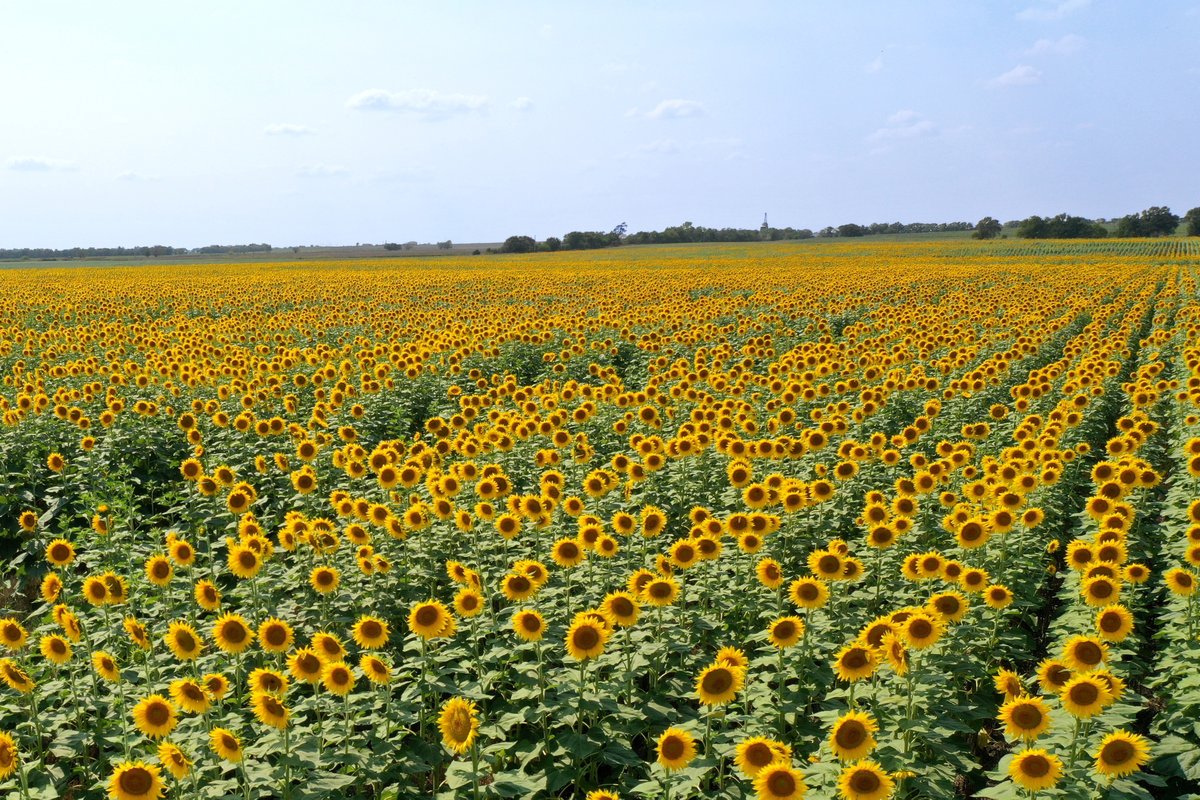 Despite the dry conditions, these central Kansas sunflowers are hanging strong!🌻 This field was wheat harvested in June, then drilled to double-crop sunflowers in July with the BD7600.
#Sunflowers #BD7600 #FromTheField
