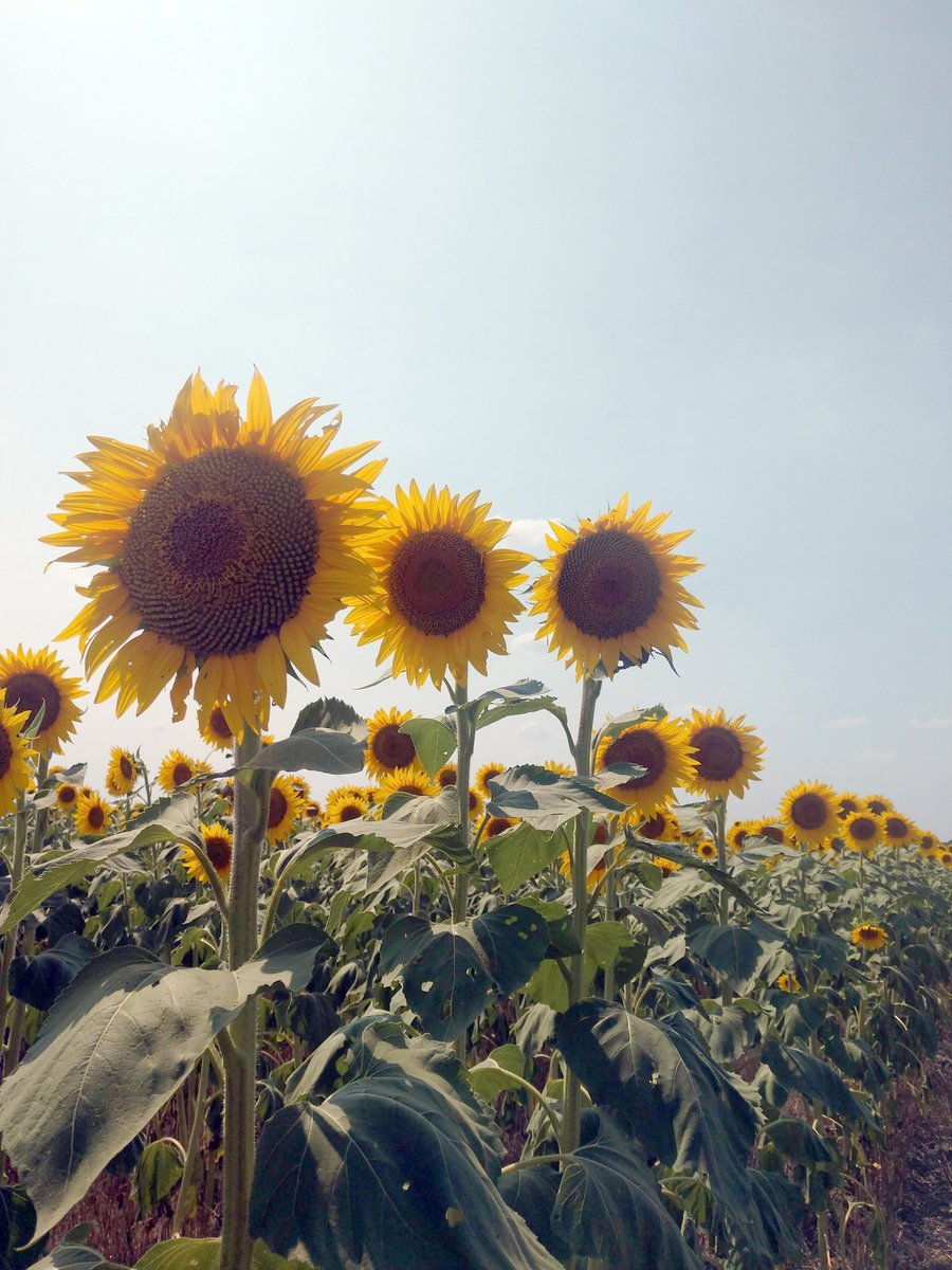 GreatPlains_Ag's tweet photo. Despite the dry conditions, these central Kansas sunflowers are hanging strong!🌻 This field was wheat harvested in June, then drilled to double-crop sunflowers in July with the BD7600.
#Sunflowers #BD7600 #FromTheField https://t.co/izcoVwWim7