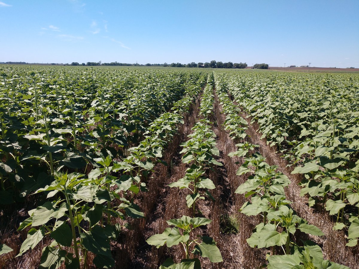 GreatPlains_Ag's tweet photo. Despite the dry conditions, these central Kansas sunflowers are hanging strong!🌻 This field was wheat harvested in June, then drilled to double-crop sunflowers in July with the BD7600.
#Sunflowers #BD7600 #FromTheField https://t.co/izcoVwWim7