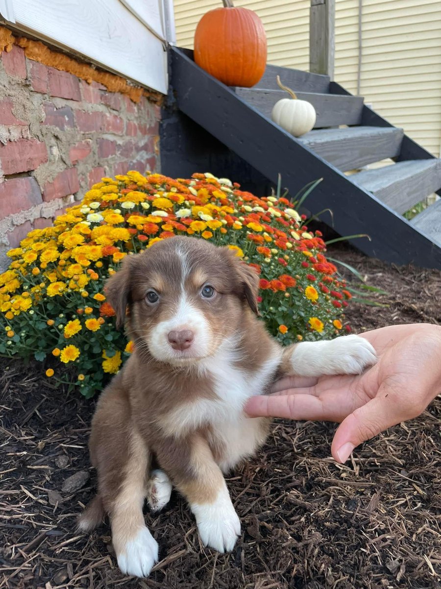 DonathanTaylor1's tweet photo. I have a litter of nsdr akc Australian shepherds 

Will be 6 weeks 9/26/2022

Will have first round of shots and deworming 

D.O.B. 8/15/2022 

Message for info https://t.co/p5NK8qCSil