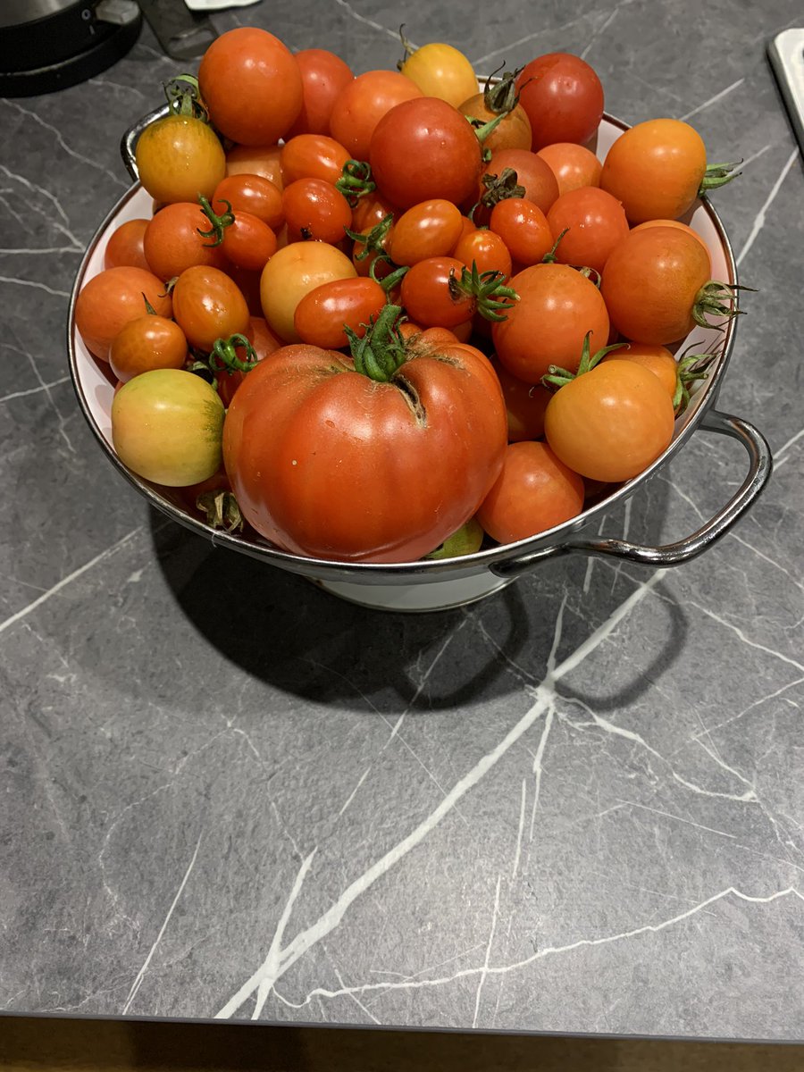 pnolan10's tweet photo. Today’s tomato crop. https://t.co/Oz0i9tUOaQ