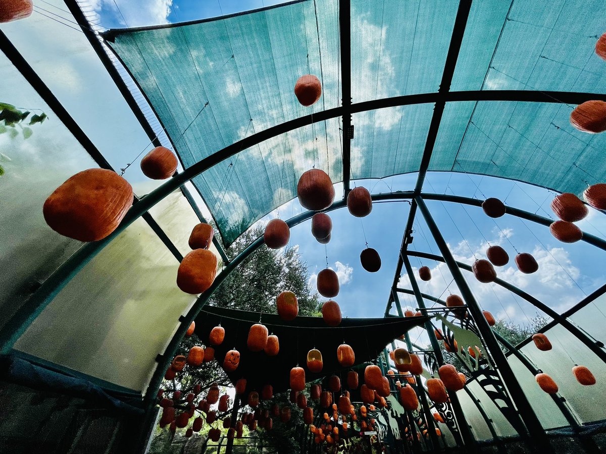 Buck Samuel tweet media