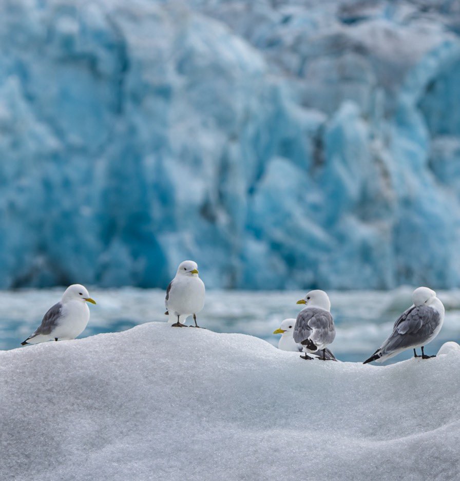 jettatim's tweet photo. Kittywake Penthouse; 

Another cute bird from the Arctic, kittywakes provided some nice scenes but not quite as cute as puffins. This is similar to one of my favorite images from Antarctica with the dramatic ice wall backdrop. https://t.co/P35LMHK5Pz