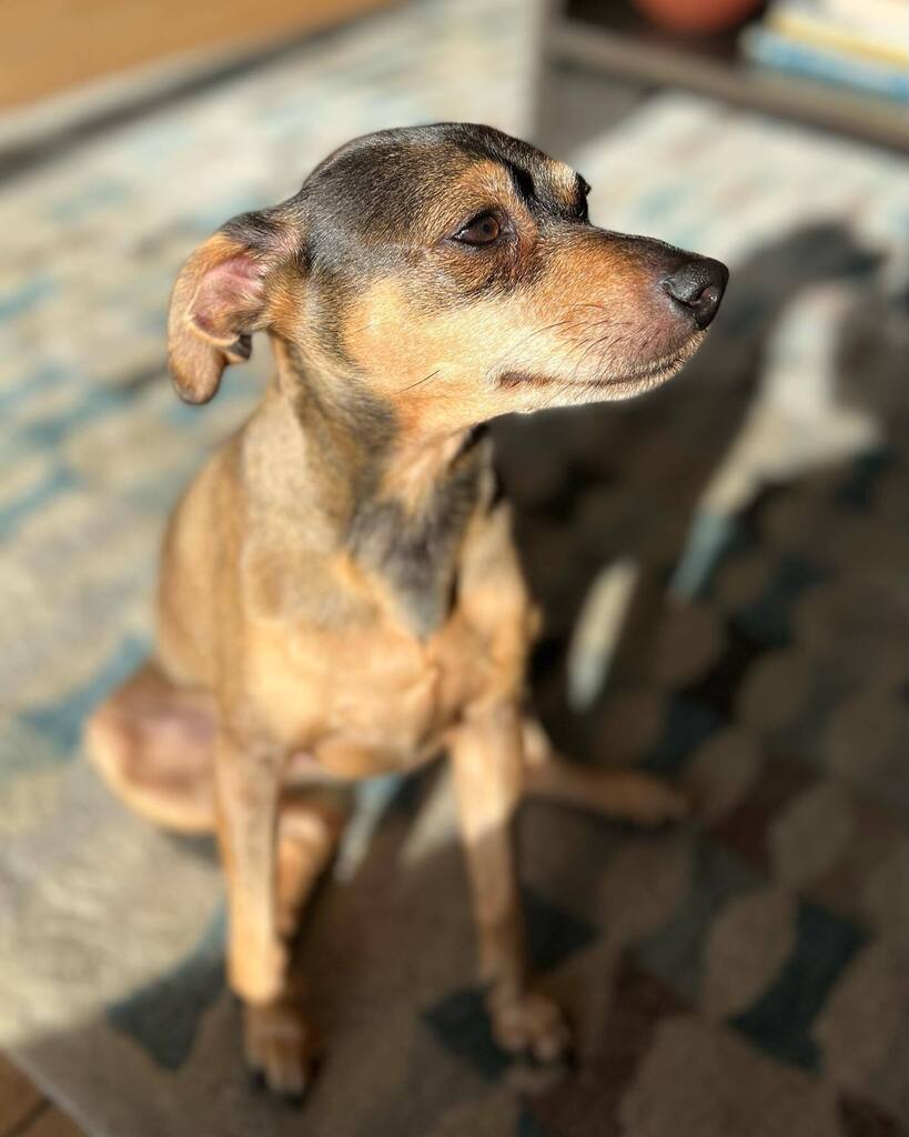 hitchrodney's tweet photo. Happy Birthday Dash 🐕 https://t.co/RKfmkbSHtt https://t.co/asiyqluFXy