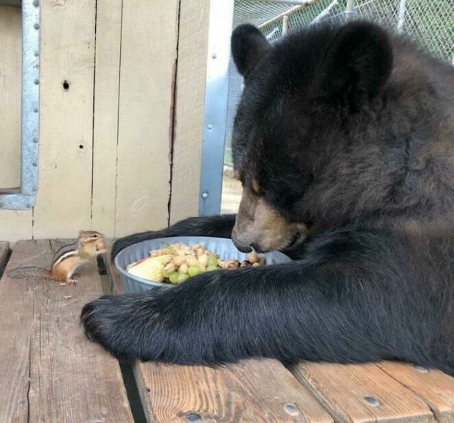 momo🥃🍵 on Twitter: "RT @BearPosting: