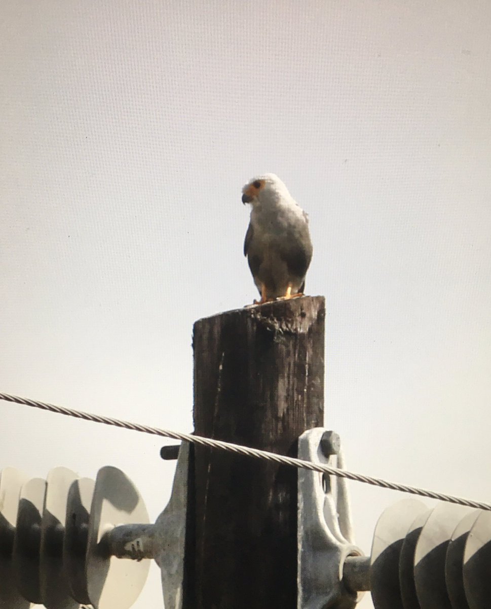 2 of 3. Visited Pemba island for the 4 endemics. Pemba Scop’s Owl, White-eye &amp; Sunbird were easy enough, the Green Pigeon only gave itself up with 2 hours to go. The White-eye got voted the best of them all. Dickinson’s Kestrel &amp; Mangrove Kingfisher also seen @birdquest <a href="/tanzania/">Tanzania</a>