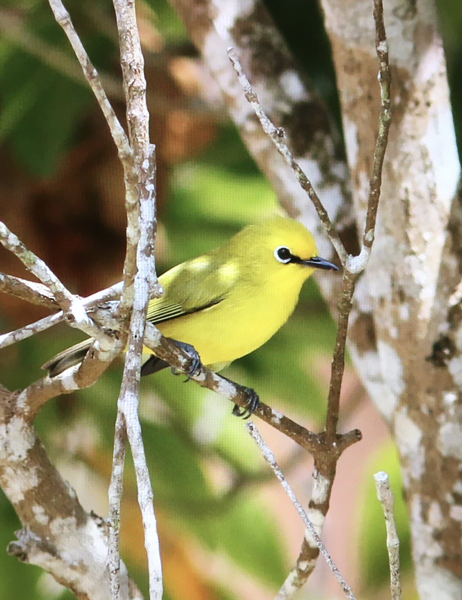 Michael O'Clery tweet media